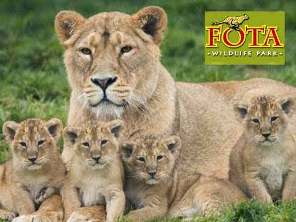 A lioness and her three cubs sitting on grass at Fota Wildlife Park, with the park's logo at the top right corner.